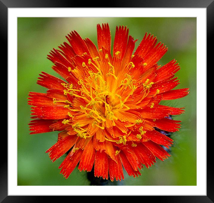 Orange Hawkweed Framed Mounted Print by Andrew Cundell
