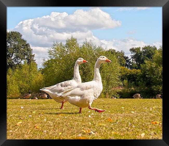 Walking Geese Framed Print by Andrew Cundell