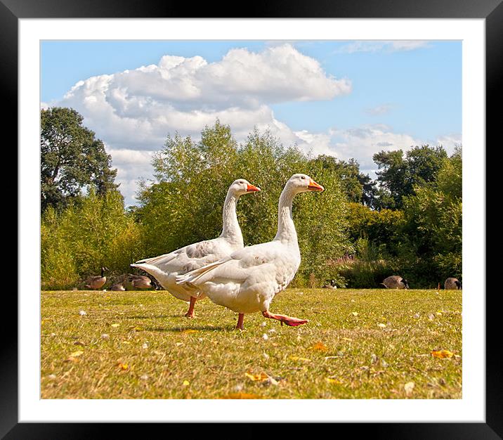 Walking Geese Framed Mounted Print by Andrew Cundell