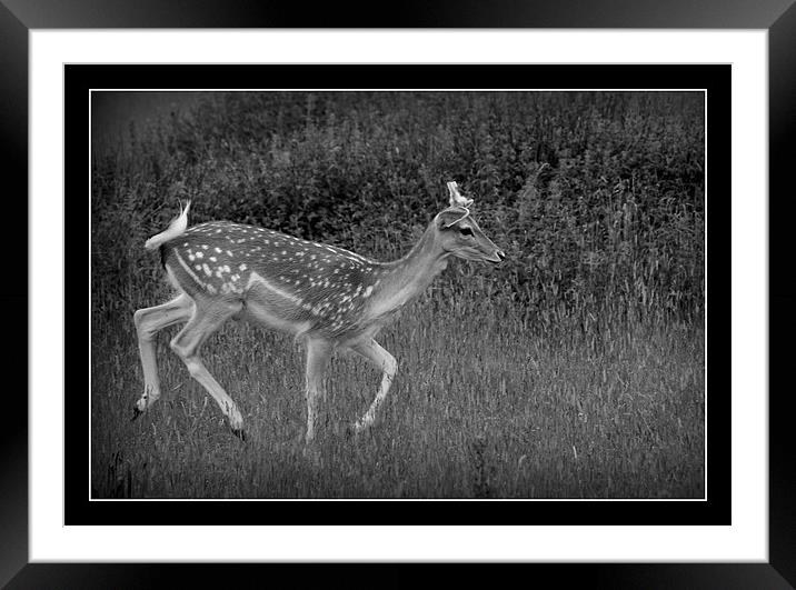 Black and white Deer Framed Mounted Print by Tracy Hughes