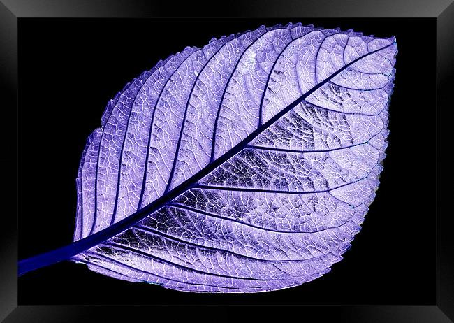Purple Leaf Framed Print by Tracy Hughes