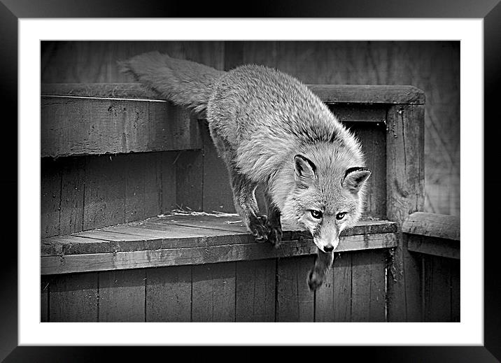 Fox, on the Move Framed Mounted Print by Tracy Hughes