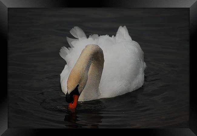 Relaxing Swan Framed Print by Tracy Hughes
