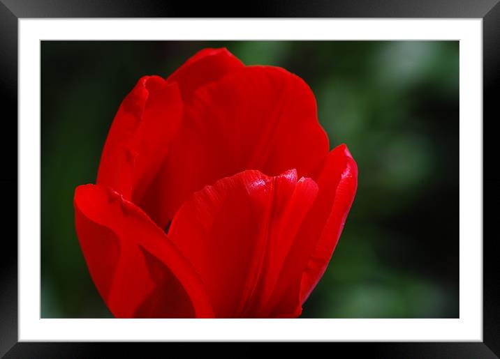 Red flower petals Framed Mounted Print by Tracy Hughes