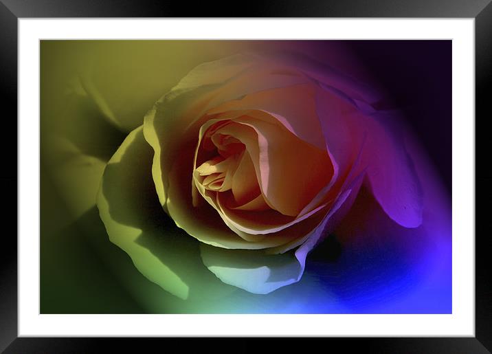 Tinted Petals Framed Mounted Print by Tracy Hughes