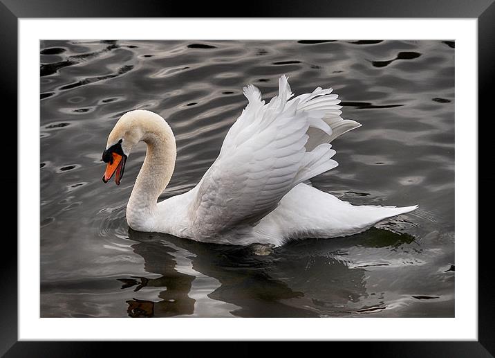 White swan, bathing. Framed Mounted Print by Tracy Hughes