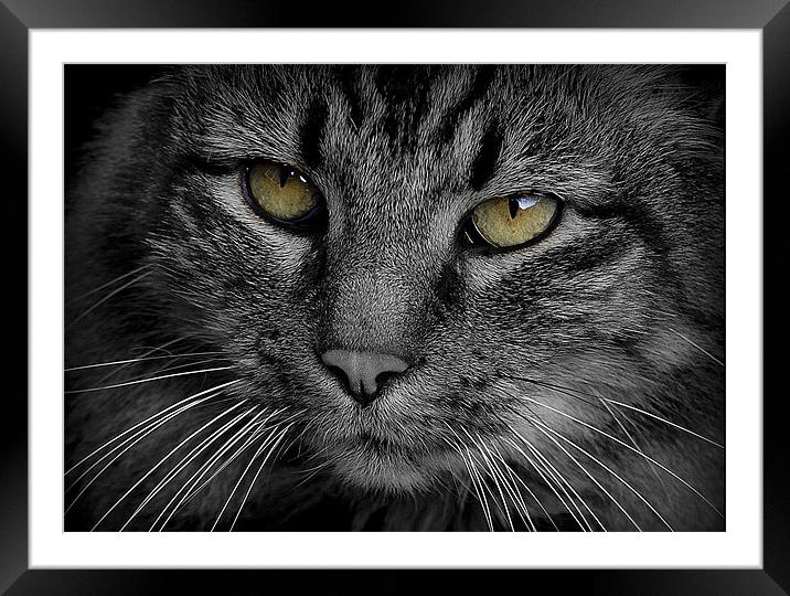 Cats Eyes Framed Mounted Print by Tracy Hughes