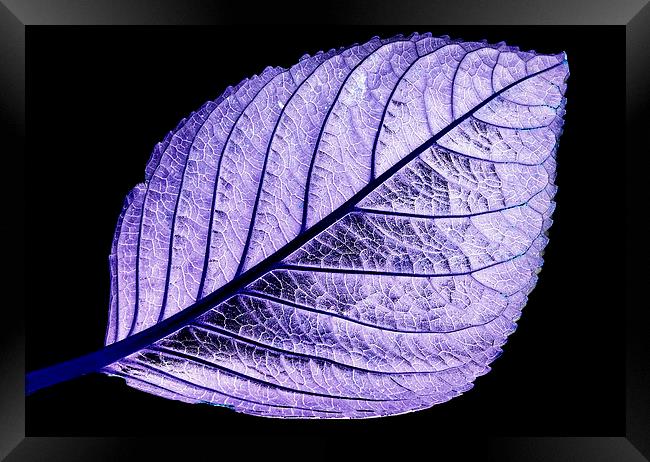 Purple tinted leaf on black Framed Print by Tracy Hughes