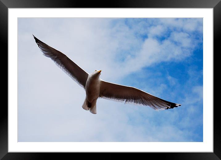 Bird in flight Framed Mounted Print by Tracy Hughes