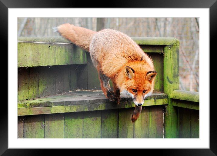 What does the Fox say? Framed Mounted Print by Tracy Hughes