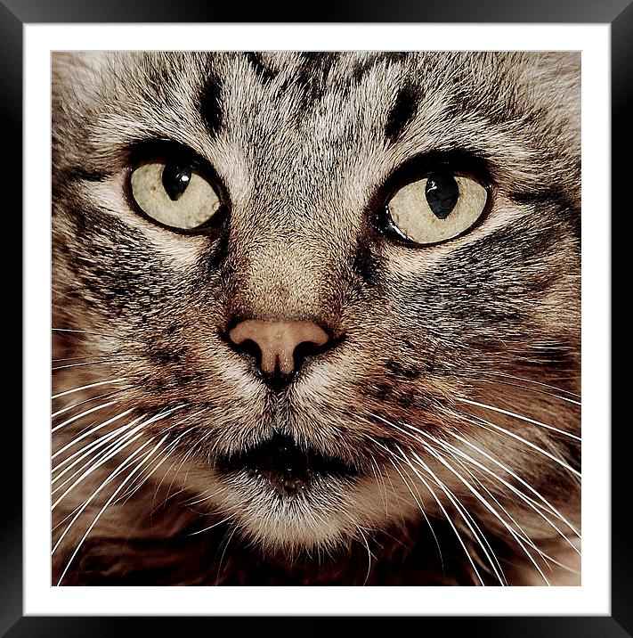 Cats face closeup. Framed Mounted Print by Tracy Hughes