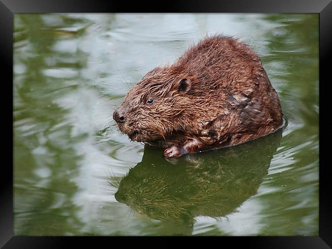 Beaver, in the swim Framed Print by Tracy Hughes