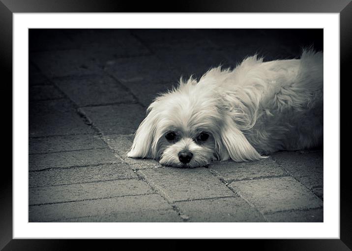 Sad Puppy Eyes Framed Mounted Print by Tracy Hughes