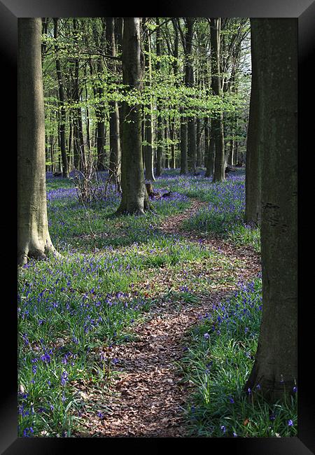 Woodland Path Framed Print by Sandra Thompson