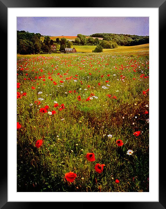 Poppy Valley in Kent Framed Mounted Print by Robert  Radford