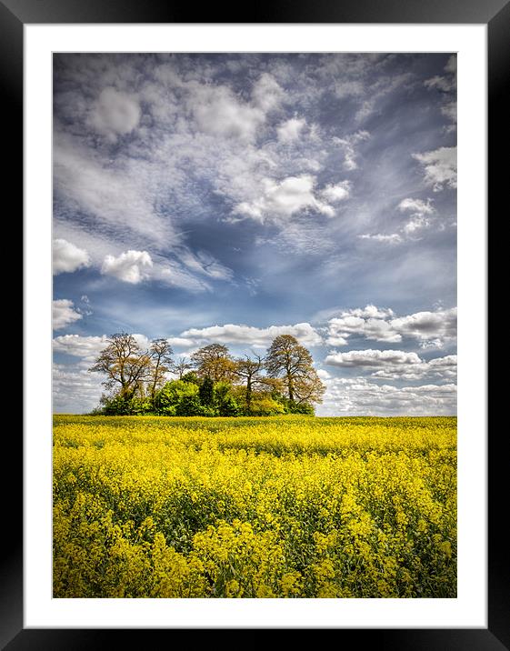 Oil seed rape field Framed Mounted Print by Robert  Radford