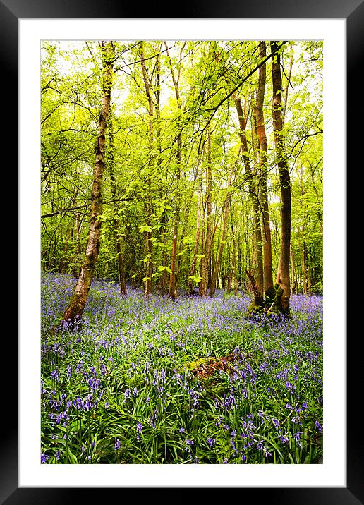 Bluebells and Trees Framed Mounted Print by Robert  Radford
