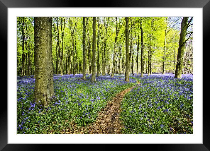 Bluebell Wood Framed Mounted Print by Robert  Radford