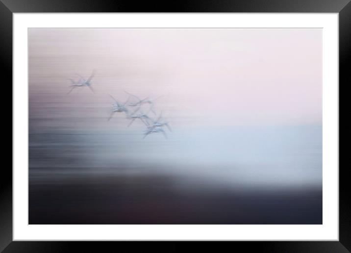 RingBilled Gulls Pastel Framed Mounted Print by Bryan Olesen