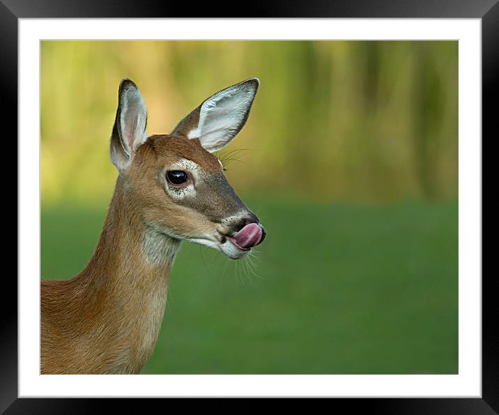 Deer Lick Framed Mounted Print by Bryan Olesen