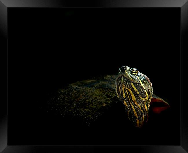 Swamp Turtle Framed Print by Bryan Olesen