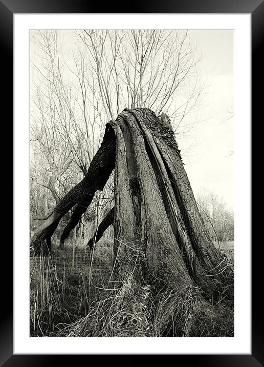 under the old tree Framed Mounted Print by mark spencer