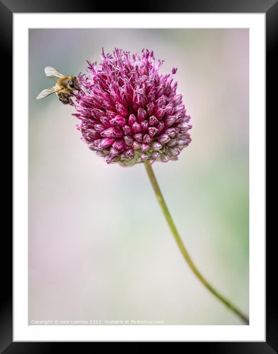 Allium sphaerocephalon and Bee Framed Mounted Print by nick coombs