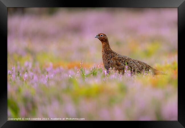 Grouse Amidst Blossoming Heather Framed Print by nick coombs