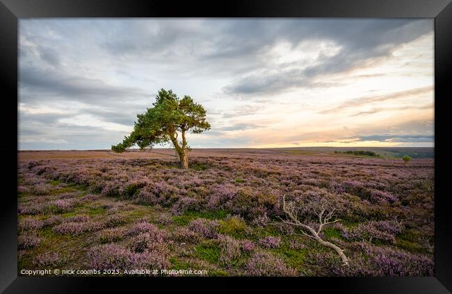 Lone Tree York Moors Framed Print by nick coombs