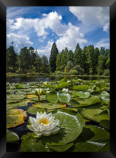 Lilly on the Lake Framed Print by nick coombs
