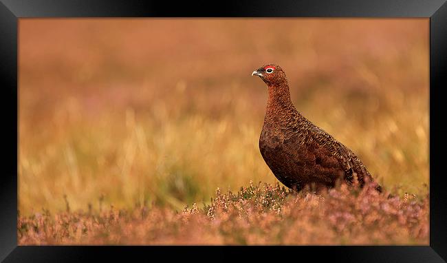 Keeping Watch Framed Print by nick coombs