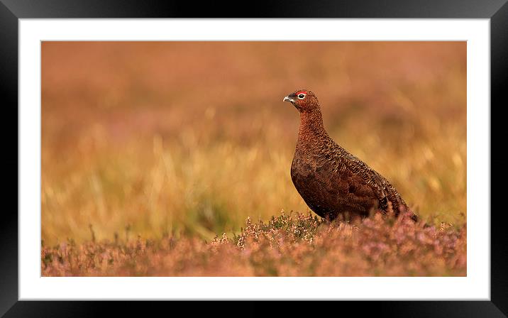 Keeping Watch Framed Mounted Print by nick coombs