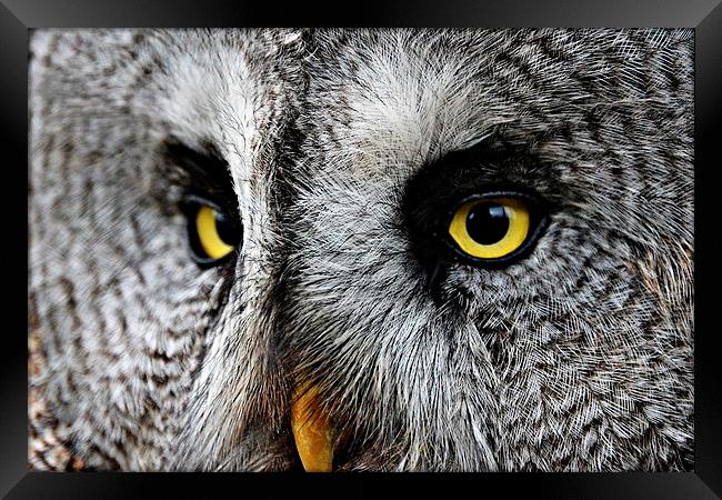 Owl Eyes Framed Print by Reuben Hastings
