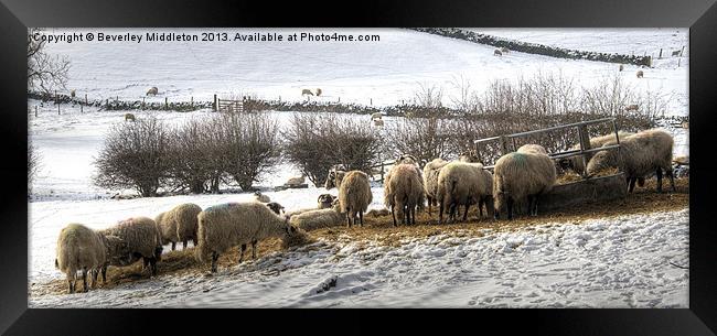 Sheep in Winter Framed Print by Beverley Middleton
