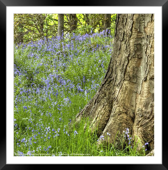 Bluebell Woods Framed Mounted Print by Beverley Middleton