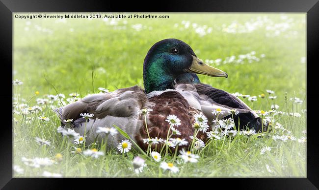 Mallards with dasies Framed Print by Beverley Middleton