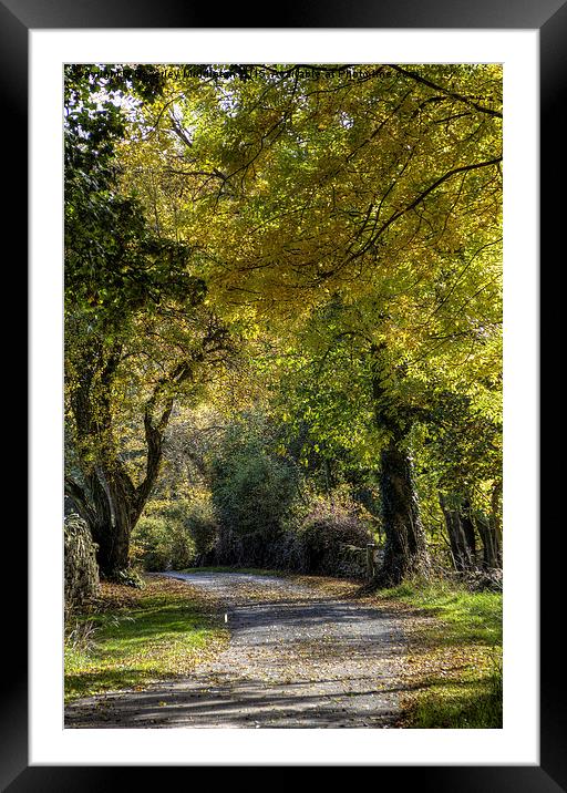  Autumn walk Framed Mounted Print by Beverley Middleton