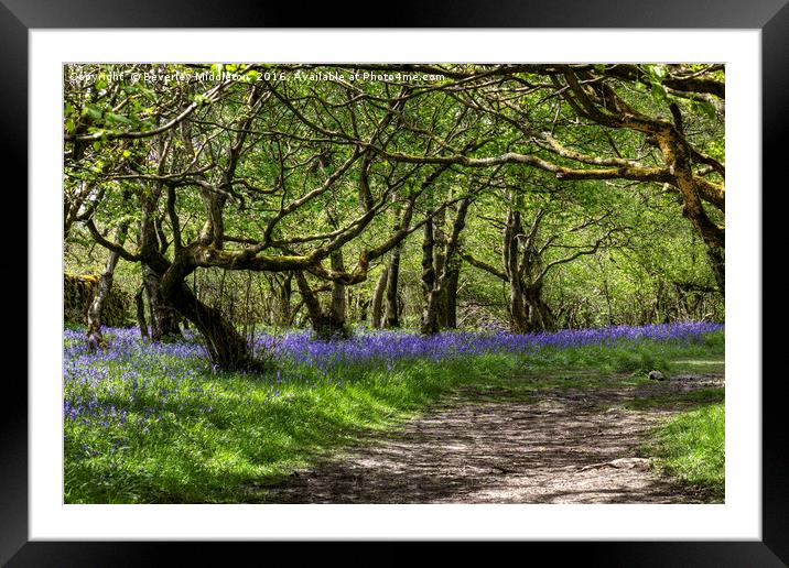 Bluebells, Oxenber Woods, Austwick  Framed Mounted Print by Beverley Middleton