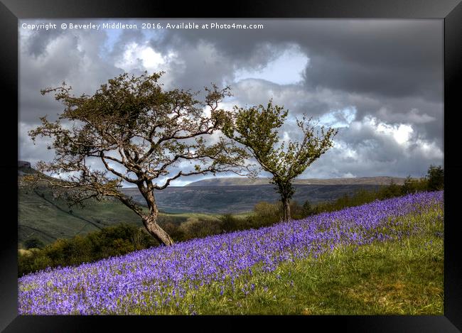 Bluebell Hillside Framed Print by Beverley Middleton