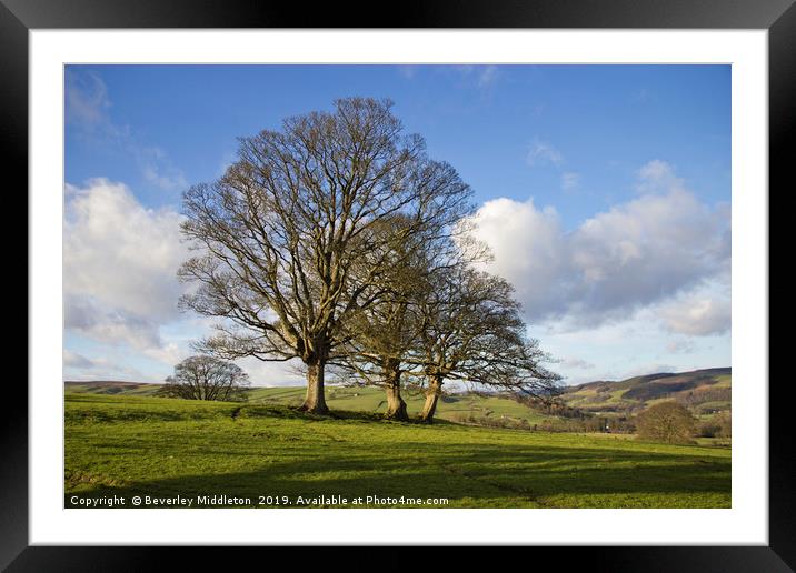 Trees in Nidderdale Framed Mounted Print by Beverley Middleton