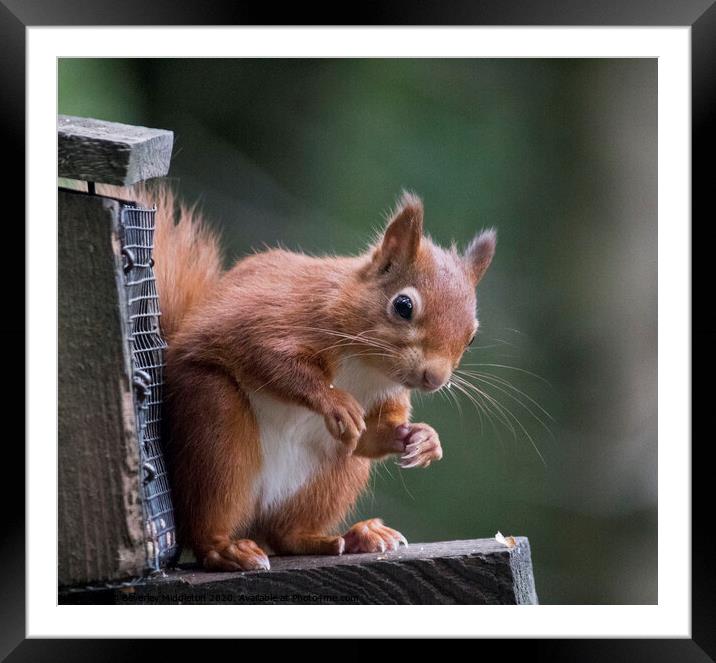 Red squirrel feeding Framed Mounted Print by Beverley Middleton