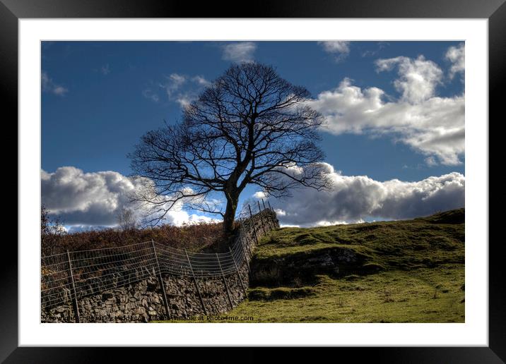 The lone tree Framed Mounted Print by Beverley Middleton