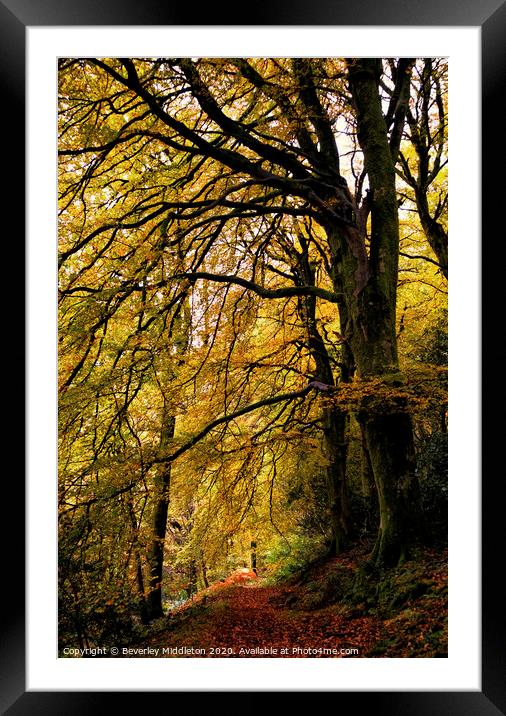 Autumn Trees Framed Mounted Print by Beverley Middleton