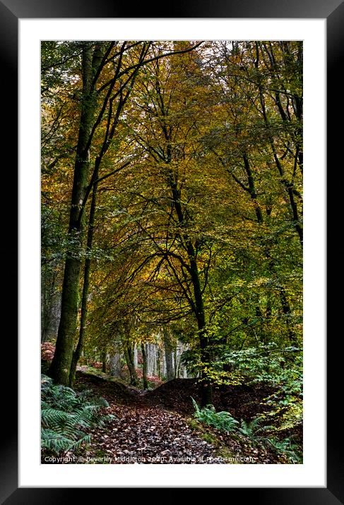 Autumn forest Framed Mounted Print by Beverley Middleton
