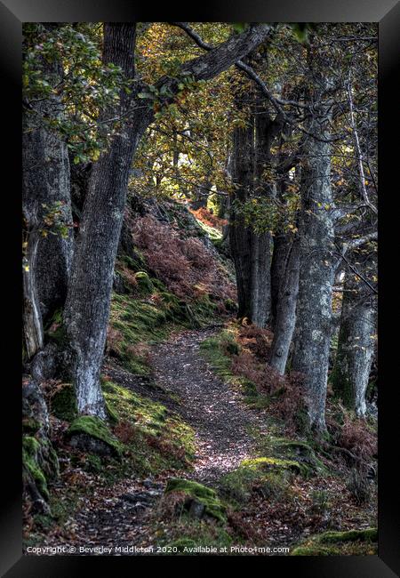 Autumn woodland path Framed Print by Beverley Middleton