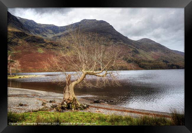 Buttermere lone tree Framed Print by Beverley Middleton