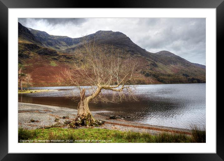 Buttermere lone tree Framed Mounted Print by Beverley Middleton