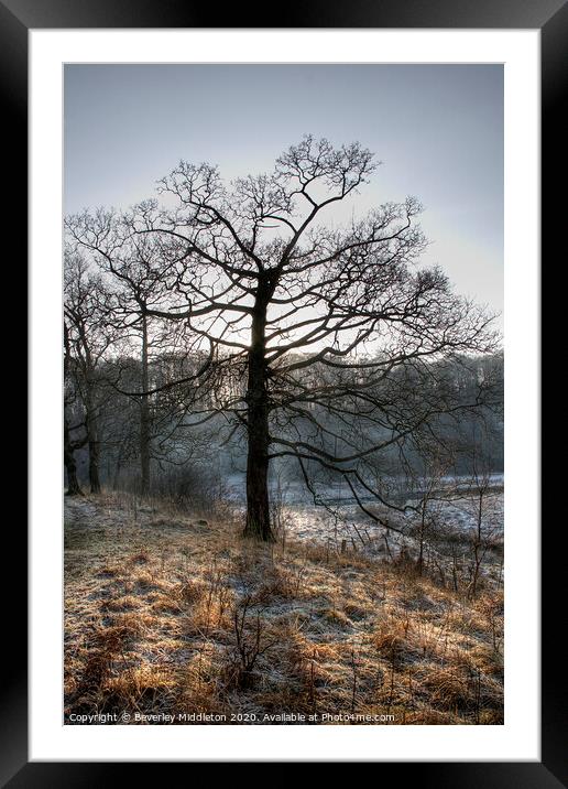 Frosty Morning Tree Framed Mounted Print by Beverley Middleton