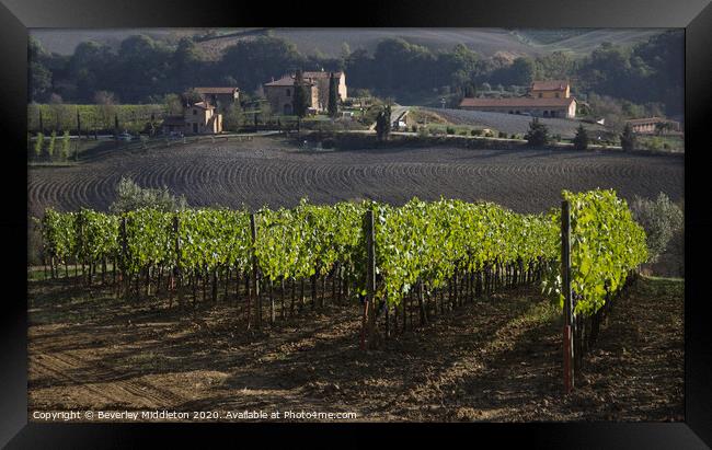 Tuscan vineyard near Montepulchiano Framed Print by Beverley Middleton