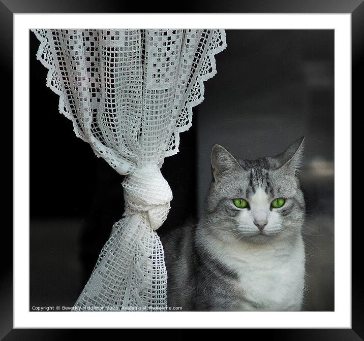 Cat in the window Framed Mounted Print by Beverley Middleton